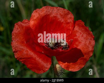 Eine Biene, die in einem roten Mohn liegt Stockfoto