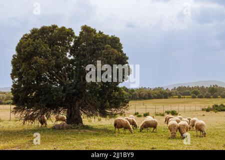 Die Schafzucht ist in Sardinien, Italien, weit verbreitet Stockfoto