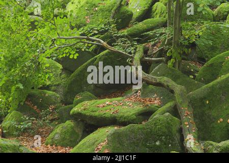 Felslandschaft im Felsenmeer im Odenwald, Hessen, Deutschland Stockfoto