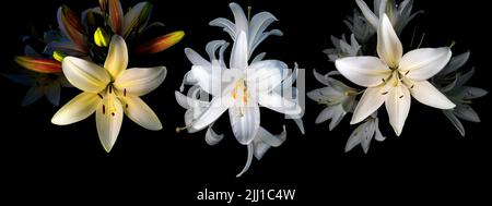 Lily Blumen in verschiedenen Farben isoliert auf einem schwarzen Hintergrund Stockfoto