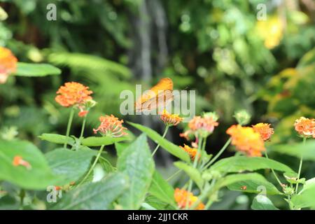 Wasserfall im Hintergrund. Vor Schmetterlingsarten gemeiner Kreuzer genießt Nektar auf orangen Blüten Stockfoto