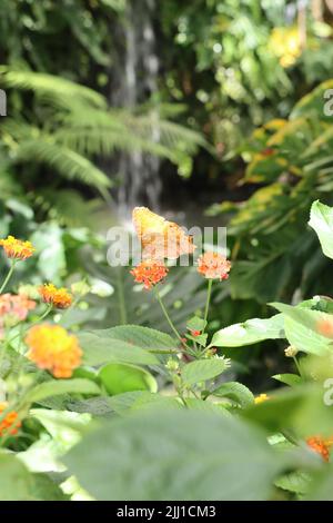 Wasserfall im Hintergrund. Vor Schmetterlingsarten gemeiner Kreuzer genießt Nektar auf orangen Blüten Stockfoto