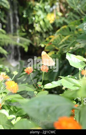 Wasserfall im Hintergrund. Vor Schmetterlingsarten gemeiner Kreuzer genießt Nektar auf orangen Blüten Stockfoto