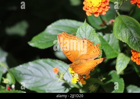 Wasserfall im Hintergrund. Vor Schmetterlingsarten gemeiner Kreuzer genießt Nektar auf orangen Blüten Stockfoto