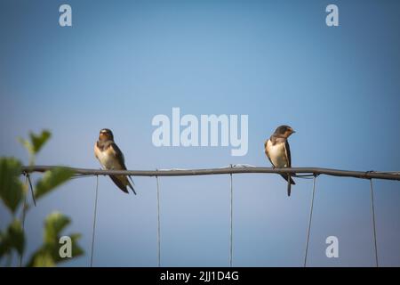 In einem Zaun sitzende Schwalben (Hirundo rustica) Stockfoto