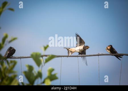 In einem Zaun sitzende Schwalben (Hirundo rustica) Stockfoto