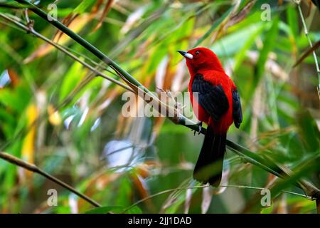 Ein erwachsener männlicher brasilianischer Tanager, ramphocelus bresilius, thront auf einem Ast. Diese helle und farbenfrohe Art ist in Brasilien und Argentinien endemisch. Der Stockfoto