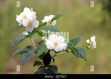 Schöne blühende Tschubushnik Zweigen auf einem Busch vor verschwommenem grünen Hintergrund am Sommertag Nahaufnahme Stockfoto