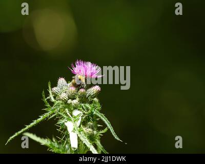 Eine sonnenbeschienene Hummel, die von einer Distelblüte ernährt wird, umgeben von Knospen, die sich noch öffnen müssen. Stockfoto