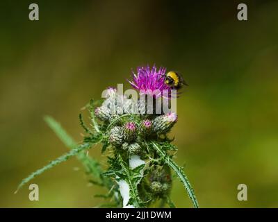 Eine sonnenbeschienene Hummel, die von einer Distelblüte ernährt wird, umgeben von Knospen, die sich noch öffnen müssen. Stockfoto