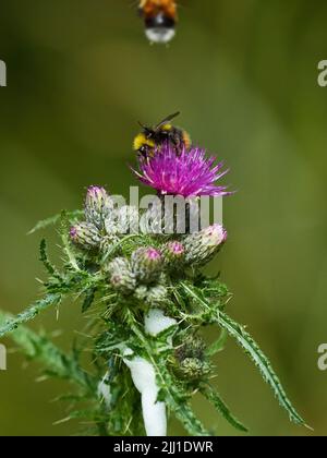 Eine sonnenbeschienene Hummel jagt einen Rivalen weg und ernährt sich von einer Distelblume, die von Knospen umgeben ist, die sich noch öffnen müssen. Stockfoto