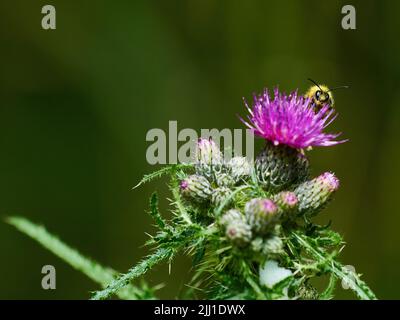 Eine sonnenbeschienene Hummel, die von einer Distelblüte ernährt wird, umgeben von Knospen, die sich noch öffnen müssen. Stockfoto