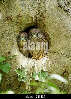 Ein Paar Turmfalken, fast flügge, blendet eine Herausforderung in die Kamera aus der Sicherheit ihres Kofferhohlnests. Stockfoto