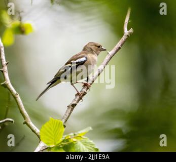 Eine Nahaufnahme eines weiblichen gemeinen Chaffinch, der auf dem Ast thront (Fringilla coelebs) Stockfoto