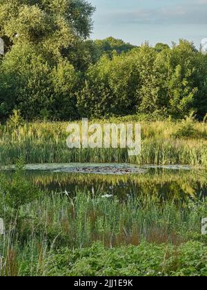 Ein mit Wasserlilien übersäter See inmitten eines Waldes in weichem, goldenem Abendlicht. Frieden, Ruhe und Ruhe. Stockfoto