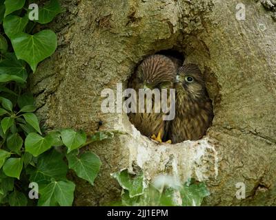 Ein Paar Turmfalken in der Sicherheit ihres Baumhohlnests. Sie scheinen zu interagieren, fast so, als ob einer dem anderen zuflüstert. Stockfoto