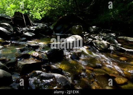 Wasser in einem Wald entlang eines Baches Stockfoto