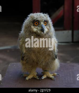 eulenkauzküken aus nächster Nähe Stockfoto