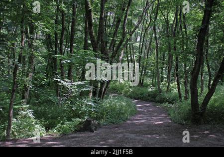 Geheimnisvoller Pfad voller Wurzeln inmitten eines Nadelwaldes aus Holz, umgeben von grünen Büschen und Blättern Stockfoto