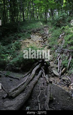Viele gebrochene Bäume Äste liegen am Boden. Kleiner Sandhügel dahinter. Stockfoto