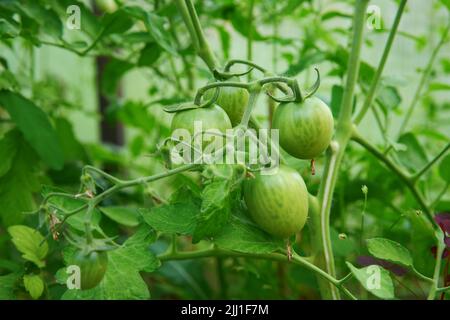 Grüne Tomaten. Tomatensträucher im Gewächshaus. Natürliches Gemüse. Stockfoto