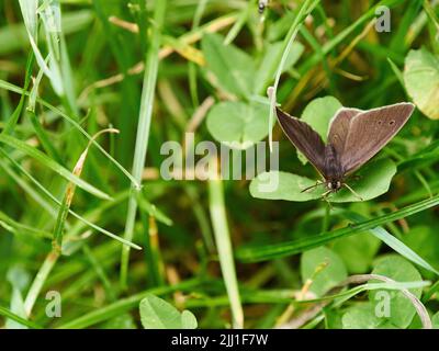 Ein Ringel-Schmetterling balancierte etwas prekär auf einem Blatt, um sich im Waldunterholz auszuruhen. Stockfoto