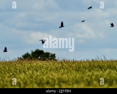 Eine Schar Krähen scheint sich in einem impressionistischen Stop-Motion-Komposit ihrer Flugbahn über ein vom Wind gefegtes Weizenfeld zu arrangieren. Stockfoto