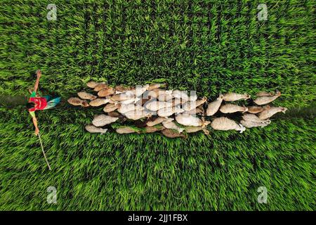 Aus der Vogelperspektive eines Hirten, der Schafe durch üppige grüne Reisfelder im ländlichen Bangladesch hütet – Dorfleben, Landwirtschaft, Natur, Vieh, Landschaft Stockfoto