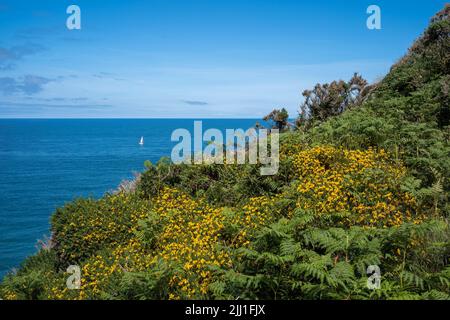 Sommergorse und ein entferntes Segel, Llanlleiana Head, Wales Coast Path, Anglesey, Wales, VEREINIGTES KÖNIGREICH Stockfoto