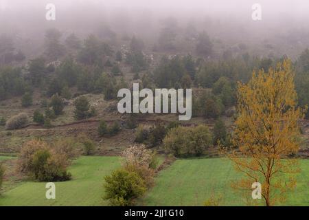 Selektive Fokusaufnahme von Pinien und gelben Bäumen, die bei nebligen Wetterbedingungen am Bergfuß stehen. Stockfoto