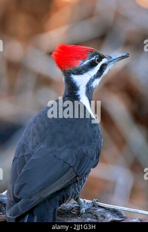 Pileated Specht auf Baumstamm, auf der Suche nach Nahrung Stockfoto