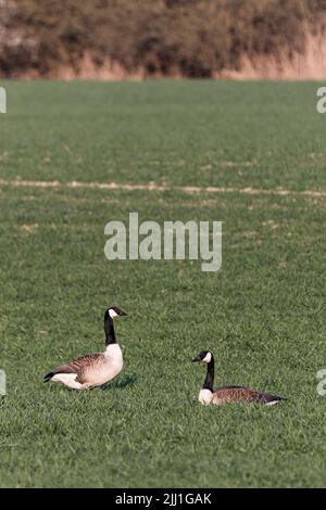 Eine vertikale Aufnahme von zwei Kanadagänsen auf einem Feld bei sonnigem Wetter in einem ländlichen Gebiet Stockfoto