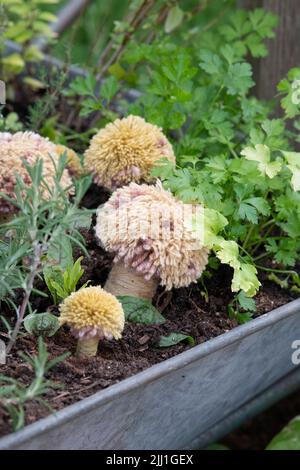 Walton Charity Community – Garnbombenvorstellung der Zuteilung bei der RHS Hampton Court Palace Flower Show 2022. Gestrickte Pilze in der Zuteilung Stockfoto