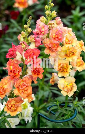 Bunte snapdragon-Blumen aus der Nähe auf einem Blumenbett Stockfoto