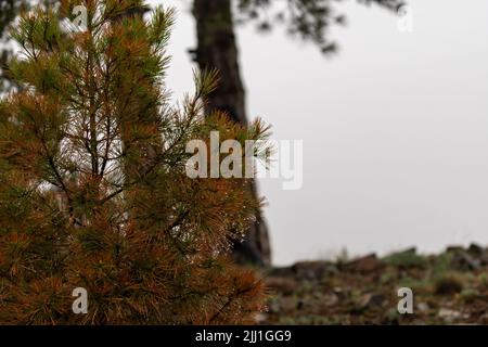 Selektiver Fokus von Regentropfen, die sich als Tropfen auf Kiefernblättern ansammeln. Stockfoto