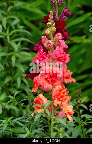 Bunte snapdragon-Blumen aus der Nähe auf einem Blumenbett Stockfoto
