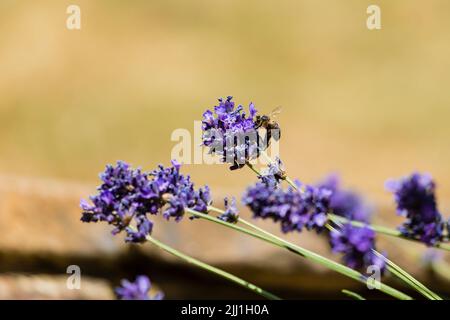 Hover Fly, Syrphus ribesii, Fütterung auf Lavendelblüte mit verschwommenem Hintergrund. Stockfoto