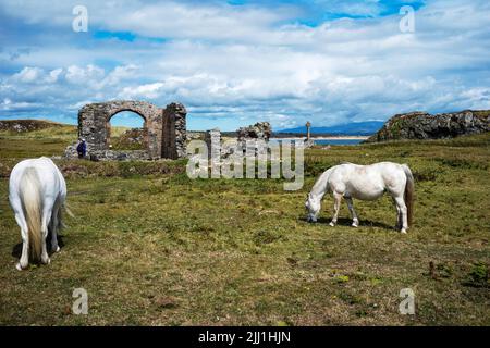 Wilde Ponys grasen in der Nähe der Ruinen der St. Dwynwens Kirche, Llanddwyn Island, Anglesey, Wales Stockfoto