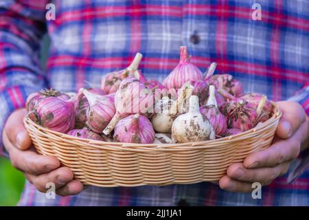 Frisch gepflückter Knoblauch in den Händen eines Bauern. Umweltfreundliches Produkt. Selektiver Fokus Stockfoto