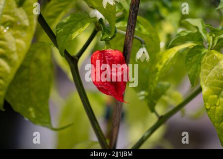 Weltheißeste Chili, Carolina Reaper, super heiß, grüner Hintergrund Stockfoto