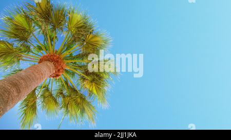 Palmen von unten an sonnigen Tagen gesehen. Getönte Natur Hintergrund für Banner. Stockfoto