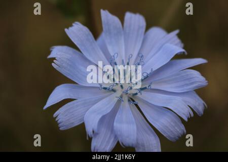 Blaue Lavendel-Wildblume der Zichorie (Cichorium intybus) Stockfoto