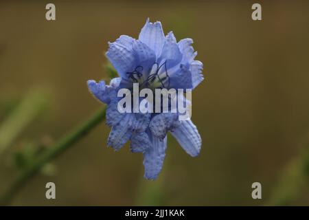 Zichorie (Cichorium intybus) Lavendelblüte bei Sonnenuntergang Stockfoto