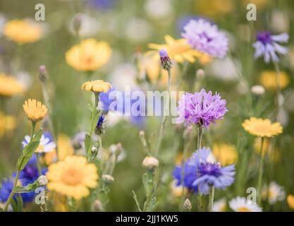 Wildblumenwiesen zwischen den Lavendelfeldern in den Cotswolds bei Snowshill auf der Cotswolds Lavendel Farm. Stockfoto