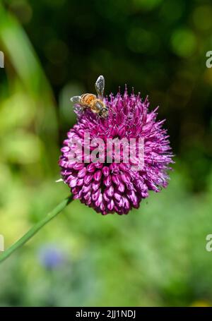 Eine Biene setzt sich auf einer kleinen lila Allium-Pflanze ab, die im Sommer in Großbritannien blüht - Allium sphaerocephalon, auch bekannt als Drumstick-Allium oder Rundkopf-Lauch Stockfoto