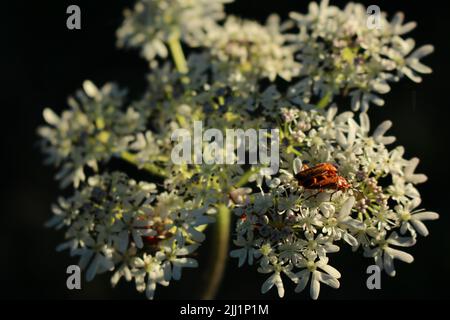 Gewöhnliche rote Soldatenkäfer (Rhagonycha fulva) auf einer weißen umbelliferen Blume bei Sonnenuntergang im Sommer Stockfoto