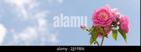 Rosa Rosen gegen den blauen Himmel Stockfoto