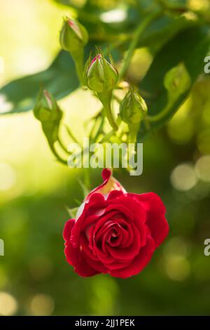Rote Rose auf grünem Gartenhintergrund Stockfoto