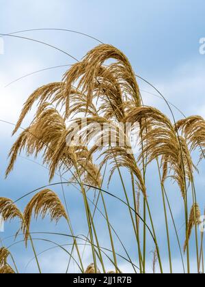 Die hohen Samenköpfe Cortaderia selloana werden häufig als Pampas-Gras gegen einen blauen Himmel gesehen bekannt Stockfoto