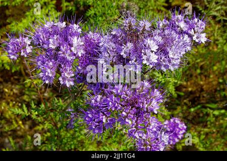 BLAUE LACY PHACELIA ODER LILA TANSY PFLANZEN UND BLUMEN PHACELIA TANACETIFOLIA IM SOMMER Stockfoto
